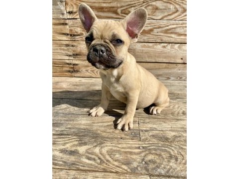 Bayram şekeri french bulldog köpekler