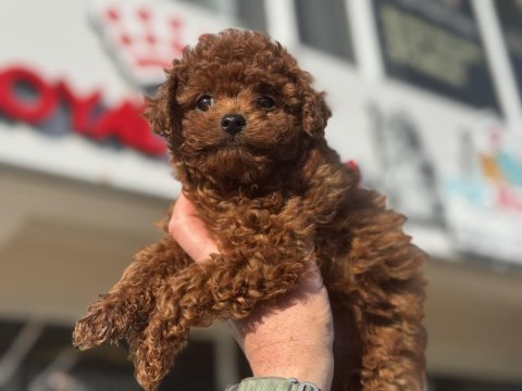 Show kalite redbrown toy poodle ziyarete açık
