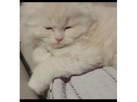 Scottish fold yavru