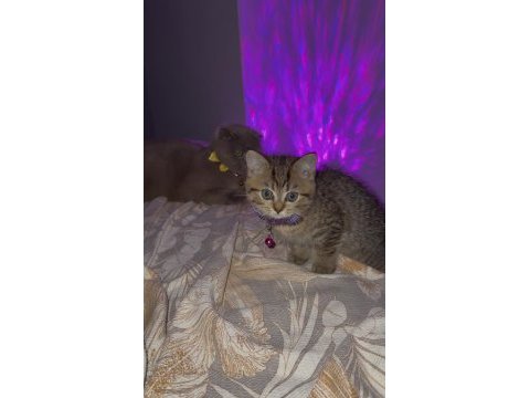 Dişi british shorthair yavrumuz yuvasını arıyor