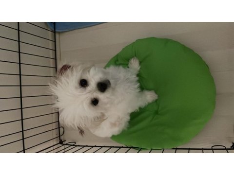 Morkie dişi