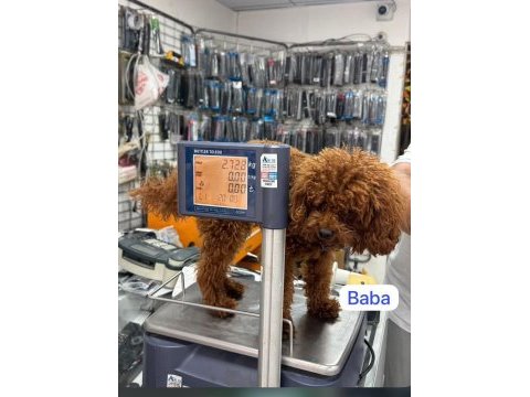 Maltipo yavrular toy poodle yavrular ankara mağazamızda