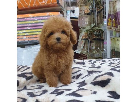 Irk garantili toy poodle yavruları