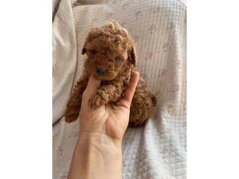 Toy poodle yavru