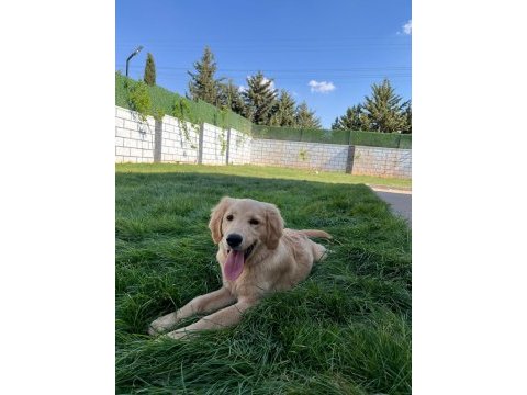 Safkan golden retriever 6 aylık eğitimli
