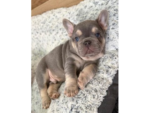 French bulldog yavruları 