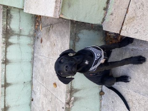 4 aylık cane corso