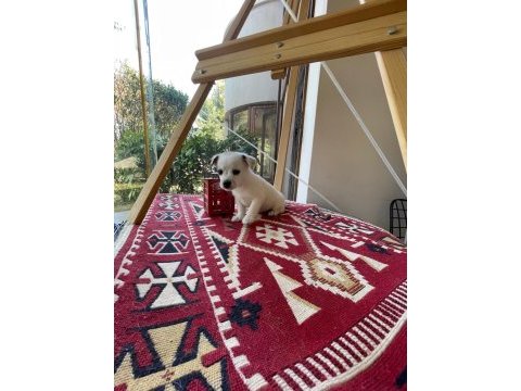 Jack russell köpeğimiz