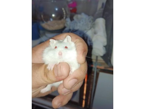 Çok güzel bir beyaz kız ve kara çocuk hamster