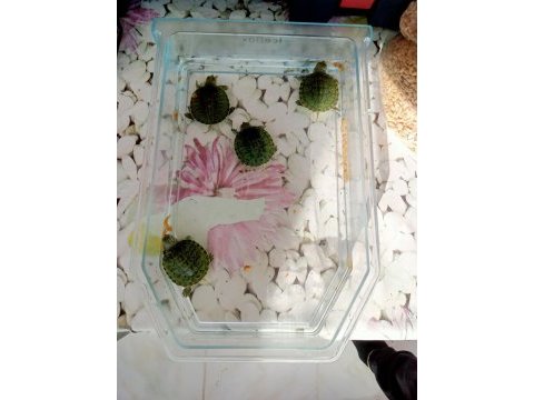 Yavru kırmızı yanak su kaplumbağası