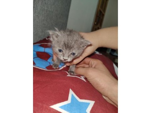 Kedimiz için ciddi kişiler yazsın