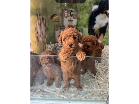Irk ve sağlık garantili kısa bacak teacup poodle yavrular