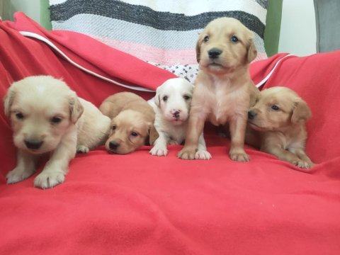 Kaliteli golden retriever yavrularımız