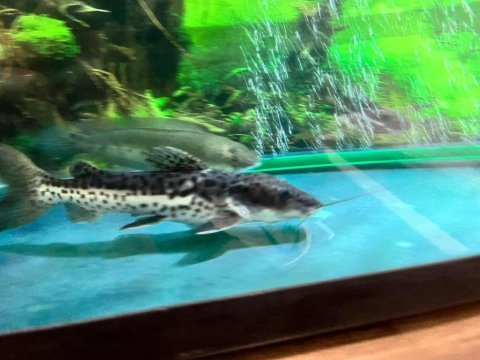 25 cm hibrit kürek burun kedi balığı