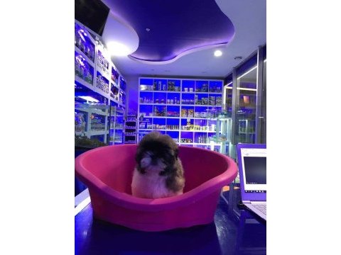 Sevimli shih-tzu yavrularımız