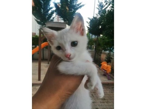 Yavru ankara kedisi
