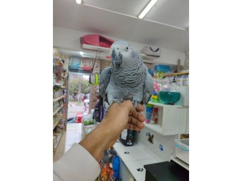 Evcil 2 buçuk yaşında jako papağanı