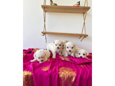 Terrier maltese malta