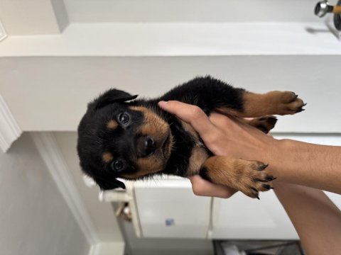 İzmir rottweiler 2 aylık köpekler