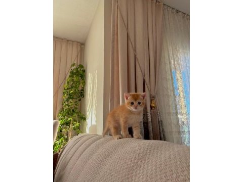 British shorthair golden erkek yavru