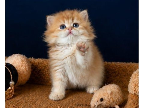 Show kalite british longhair golden