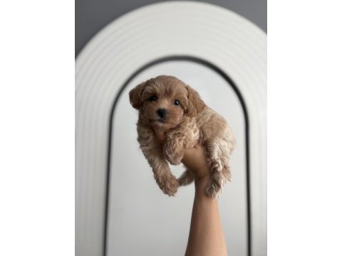 Maltipoo bebişler
