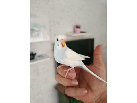 Ele alışmaya uygun yavru muhabbetler