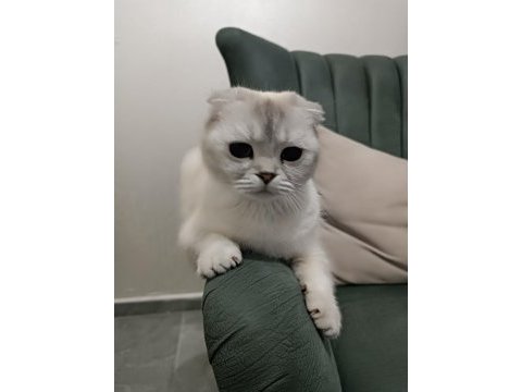Beyaz mavi gözlü scottish fold