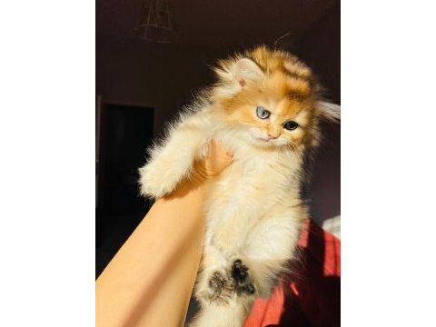 British longhair ny11 golden full şecereli