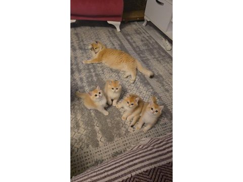 British shorthair golden ny12 yavrular