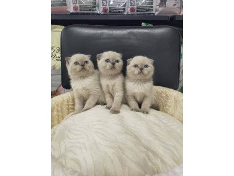 Mükemmel yüz yapısına sahip scottish fold bebeklerimiz