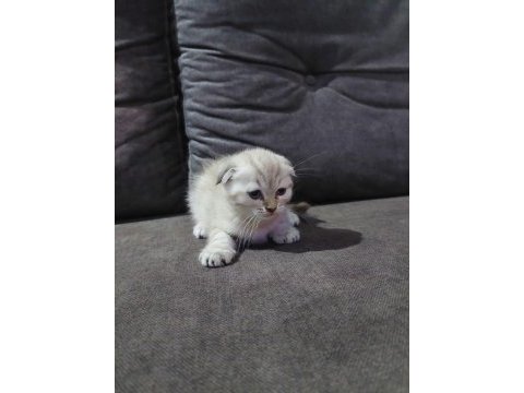 Scottish fold erkek yavru