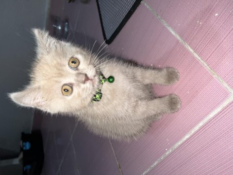 Yavru kardeşler british longhair