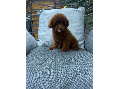 Orijinal safkan toy poodle yavrularımız