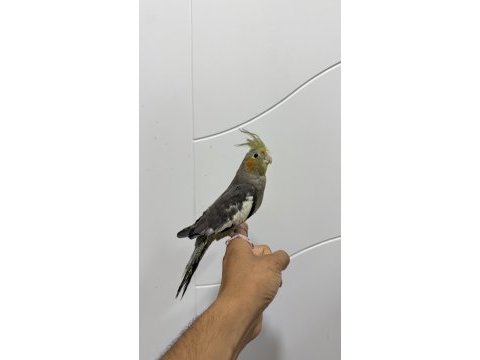 Sultan papağanı sahiplendirilecek