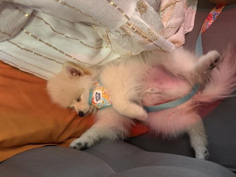 Pomeranian 7 aylık