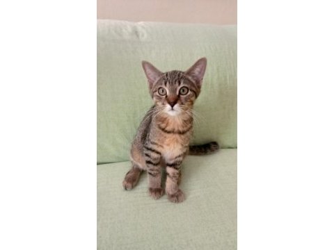Yavru golden kedimiz