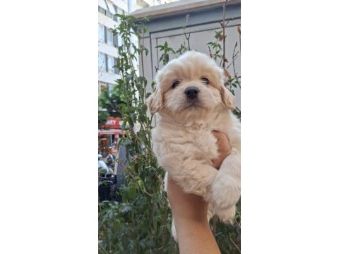 Ruhsatlı işletmeden maltipoo bebeklerim