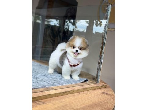 Sağlık ve ırk garantili pomeranian köpeği