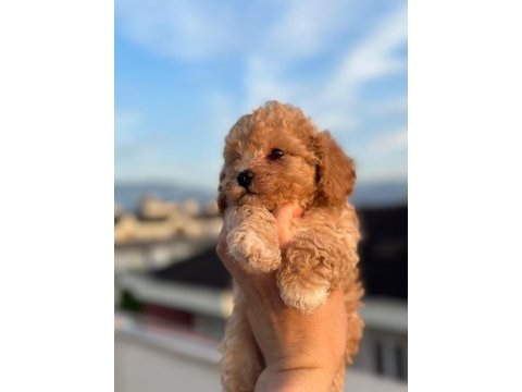 Teacup apricot toy poodle