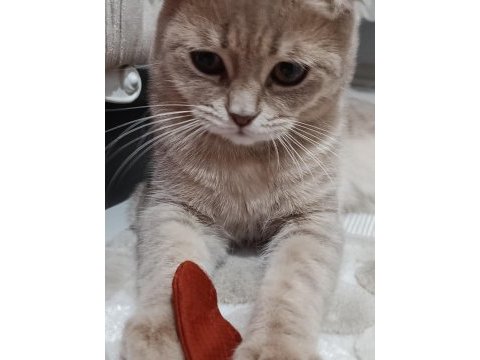 Sahiplendirmek istiyorum scottish fold kedimizi