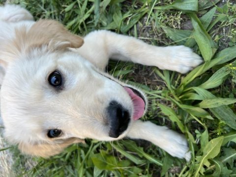 3 aylık dişi golden retriever