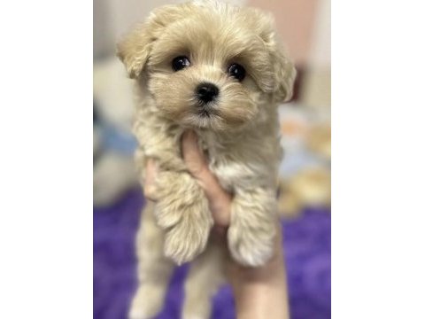 Maltipoo safkan