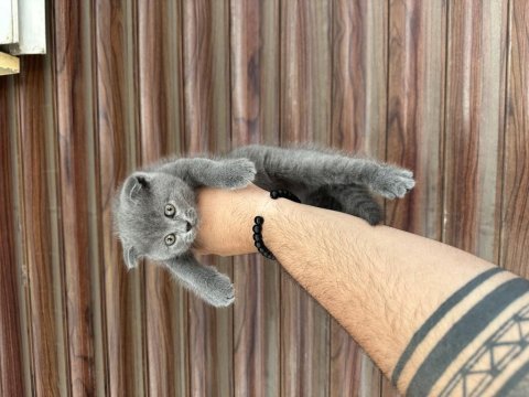 Ayı surat ponçik scottish fold