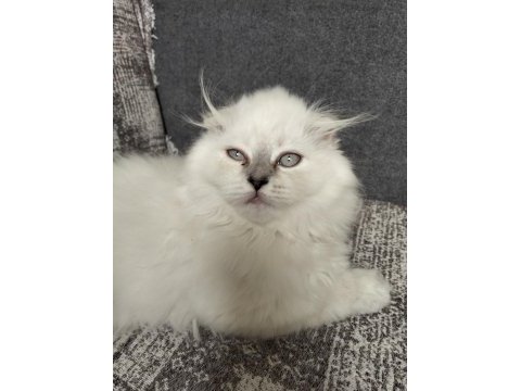 1 adet scottish fold dişi miya