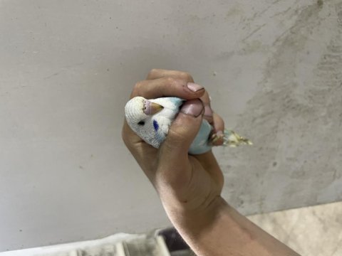 Yeni yeme düşen kuşlar her renk mevcut