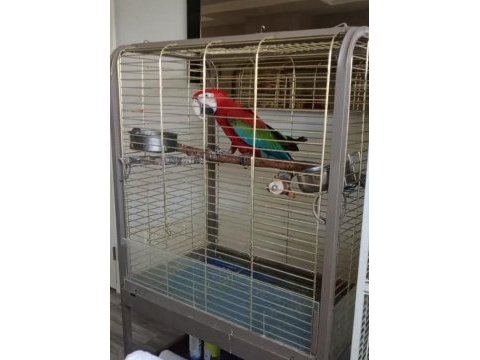 Red green macaw papağanı