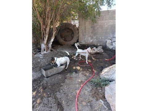 Üst düzey bir yaşında dişi 3 yaşında erkek köpeğimiz
