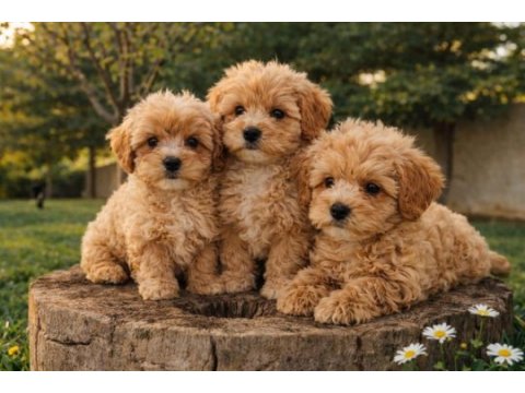 Müthiş rakamlara gerçek maltipoo yavrular