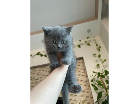 3 aylık british shorthair yavru